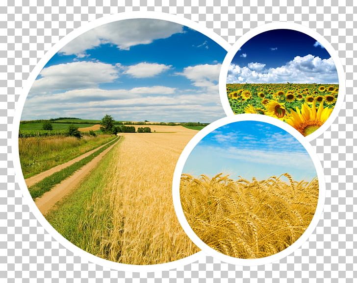 Agrarian Party Of Ukraine Yandex Desktop Russian Language PNG, Clipart, Agrarian Party Of Ukraine, Agriculture, Christianity, Commodity, Crop Free PNG Download