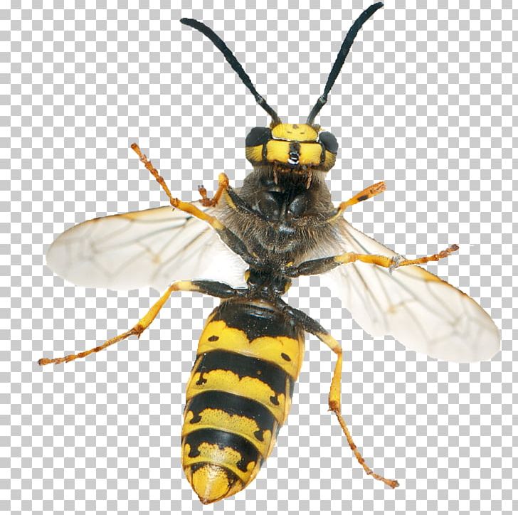 Insect Hornet Vespula Germanica Apocrita Yellowjacket PNG, Clipart, Animals, Apocrita, Arthropod, Bee, Bee Sting Free PNG Download