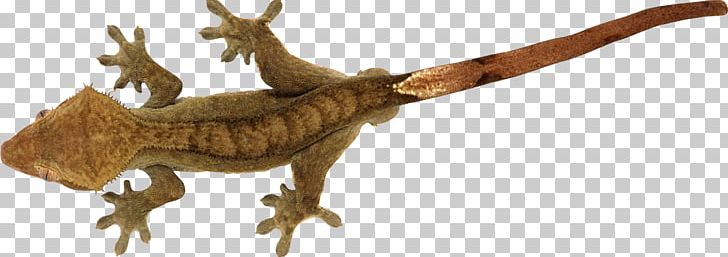 Lizard Reptile Gekko PNG, Clipart, Animal Figure, Animals, Chameleons, Crested Gecko, Dinosaur Free PNG Download