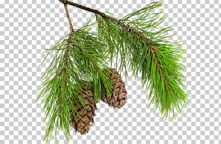 Pine Conifer Cone Larch Spruce Branch PNG, Clipart, Biome, Branch, Christmas Ornament, Conifer, Conifer Cone Free PNG Download