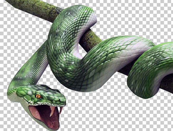 Snake Vipers Atheris Squamigera Reptile Desktop PNG, Clipart, Animal, Atheris Squamigera, Boas, Bush Vipers, Colubridae Free PNG Download
