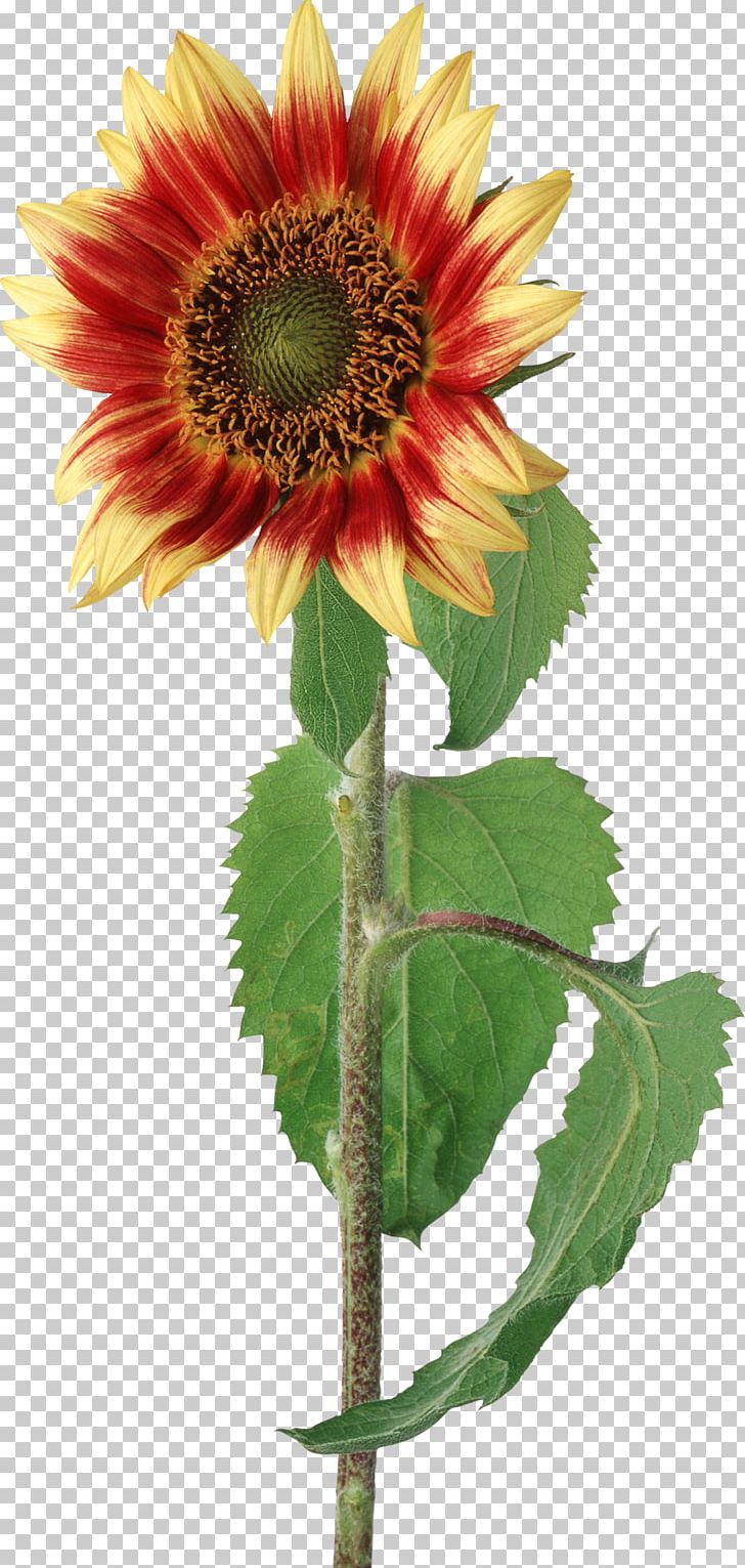 Common Sunflower PNG, Clipart, Annual Plant, Common Sunflower, Cut Flowers, Daisy Family, Desktop Wallpaper Free PNG Download
