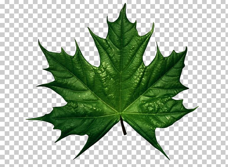 Pumpkin Leaf Vine PNG, Clipart, Autumn Leaf Color, Blog, Cucurbita, Green, Green Leaf Free PNG Download