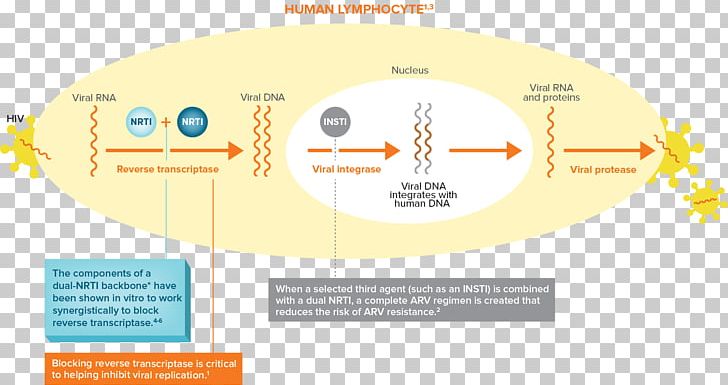 Brand Organization Diagram PNG, Clipart, Brand, Diagram, Line, Organization, Text Free PNG Download