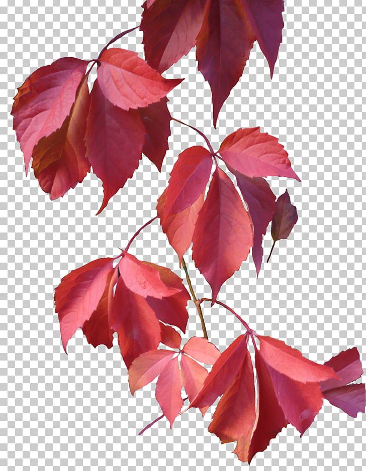 Leaves Rose PNG, Clipart, Leaves, Nature Free PNG Download
