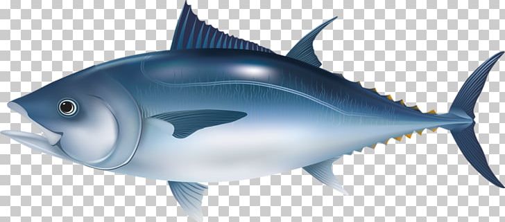 Microsoft PowerPoint Fish Tuna Template Presentation Slide PNG, Clipart, Adobe Illustrator, Animal, Bony Fish, Cartilaginous Fish, Electric Blue Free PNG Download