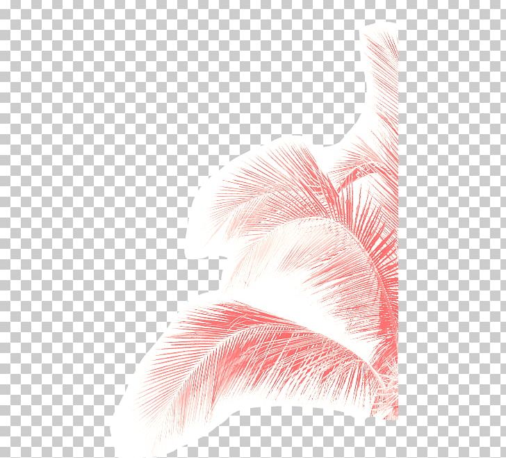 Ministry Of Reggaeton Vol.2 Pink M Feather Close-up PNG, Clipart, Arecaceae, Certificate Of Deposit, Closeup, Close Up, Dentelle Free PNG Download