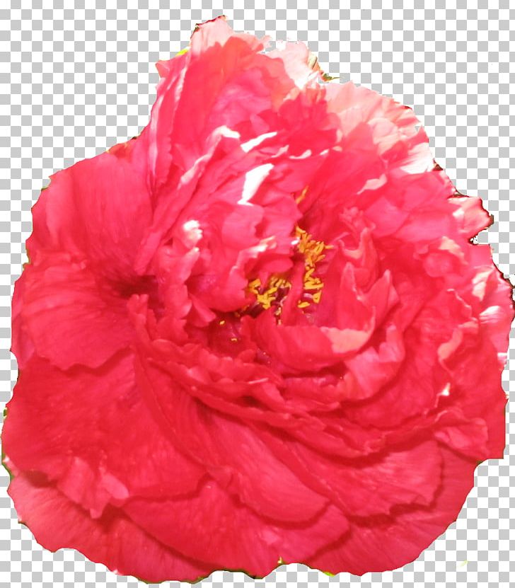 Centifolia Roses Garden Roses Carnation Cut Flowers Peony PNG, Clipart, Carnation, Centifolia Roses, Cut Flowers, Flower, Flowering Plant Free PNG Download