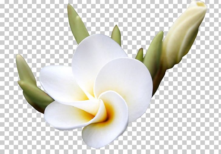 Flower Digital PNG, Clipart, Cut Flowers, Digital Image, Flower, Flowering Plant, Frangipani Free PNG Download