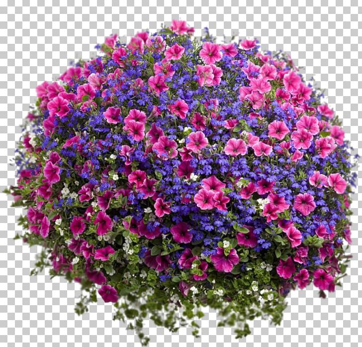 Garden Petunia Hanging Basket Calibrachoa MINI PNG, Clipart, Annual Plant, Aubretia, Bacopaside, Calibrachoa, Cars Free PNG Download