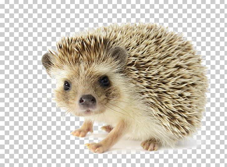 The Hedgehog And The Fox Pet Domesticated Hedgehog Dog PNG, Clipart, Animals, Atelerix, Cartoon Hedgehog, Cute Hedgehog, Erinaceidae Free PNG Download
