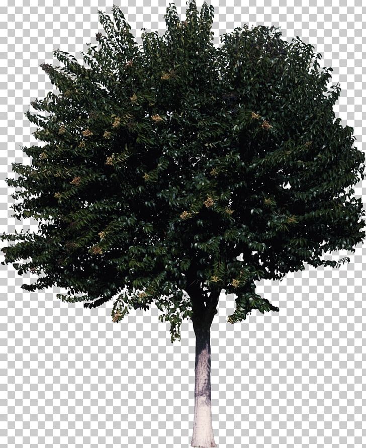 Tree Shrub PNG, Clipart, Ash, Branch, Bush, Conifer, Download Free PNG Download