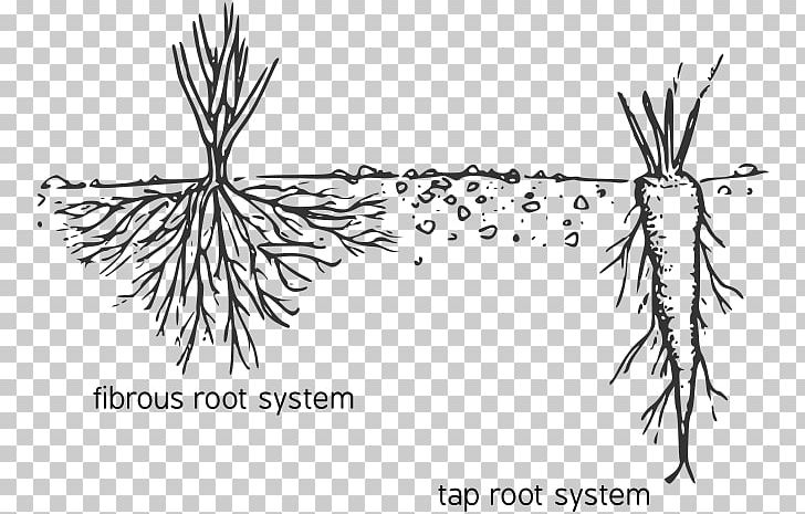 Fibrous Root System Taproot Diagram Plant PNG, Clipart, Adventitiousness, Area, Artwork, Black And White, Botany Free PNG Download
