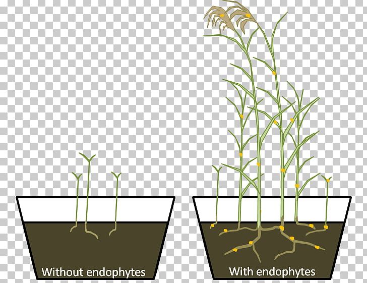 Grasses Phragmites Plant Endophyte Research PNG, Clipart, Action Research, Commodity, Elit, Endophyte, Flora Free PNG Download