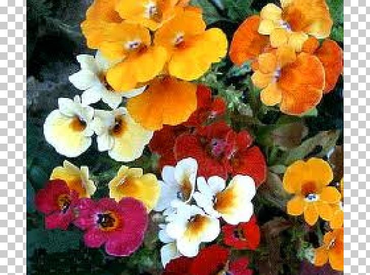 Nemesia Annual Plant Seed Flower PNG, Clipart, Annual Plant, Bedding, Color, Cutting, Diascia Free PNG Download