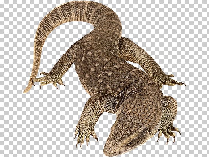 Reptile Lizard Vertebrate Komodo Dragon Phylum PNG, Clipart, Agamidae, Animal, Animals, Bearded Dragon, Cephalochordata Free PNG Download