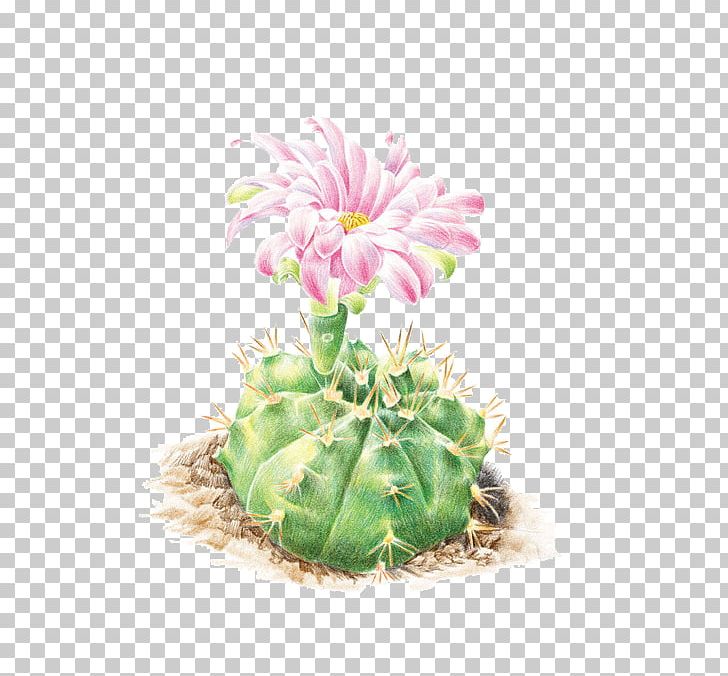 Cactaceae Colored Pencil Flower Illustration PNG, Clipart, Cactus, Caryophyllales, Color, Decoration, Floral Design Free PNG Download