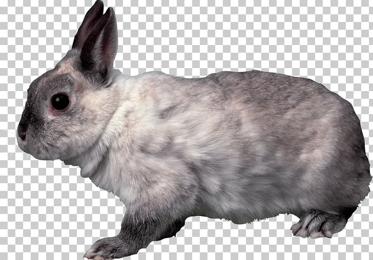 Domestic Rabbit French Lop Hare Holland Lop PNG, Clipart, Animals, Clipping Path, Computer Icons, Domestic Rabbit, European Rabbit Free PNG Download