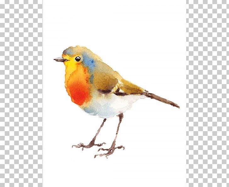 European Robin Bird Illustration Watercolor Painting Drawing PNG, Clipart, Animals, Art, Beak, Bird, Drawing Free PNG Download