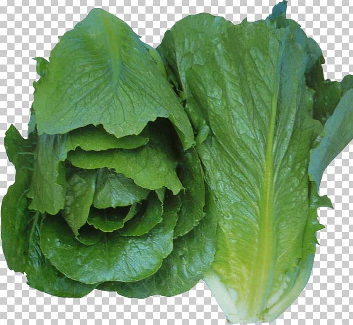 Iceberg Lettuce Vegetable Romaine Lettuce Ga No PNG, Clipart, Cabbage, Choy Sum, Collard Greens, Company, Iceberg Free PNG Download
