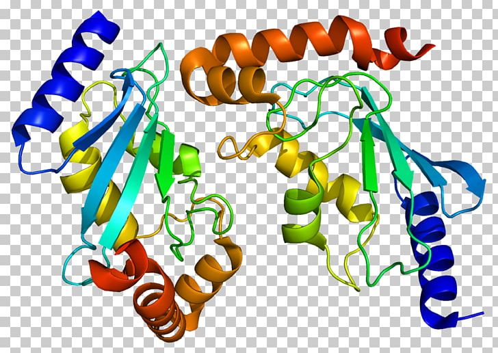 UBE2H Protein Ubiquitin-conjugating Enzyme Gene PNG, Clipart, Artwork, Enzyme, Gene, Homo Sapiens, Line Free PNG Download