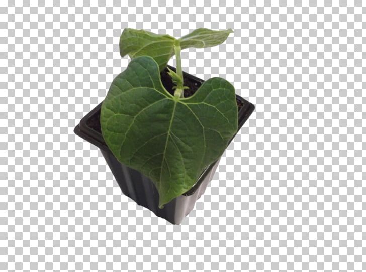 Green Bean Lake Mexican Pepperleaf PNG, Clipart, Bean, Bean Lake, Beans, Flowerpot, Green Bean Free PNG Download
