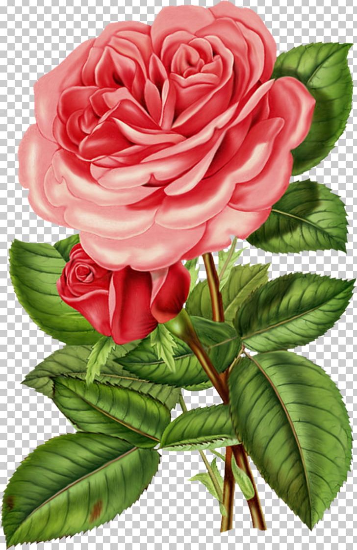 Rose Flower Antique Printing PNG, Clipart, Anti, Art, Artwork, China Rose, Crossstitch Free PNG Download