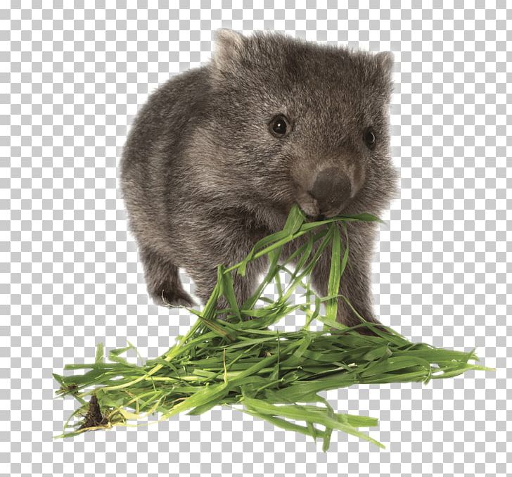 Tasmania Wombat Giraffe Koala Rat PNG, Clipart, Animal, Animals, Australia, Common Wombat, Desktop Wallpaper Free PNG Download