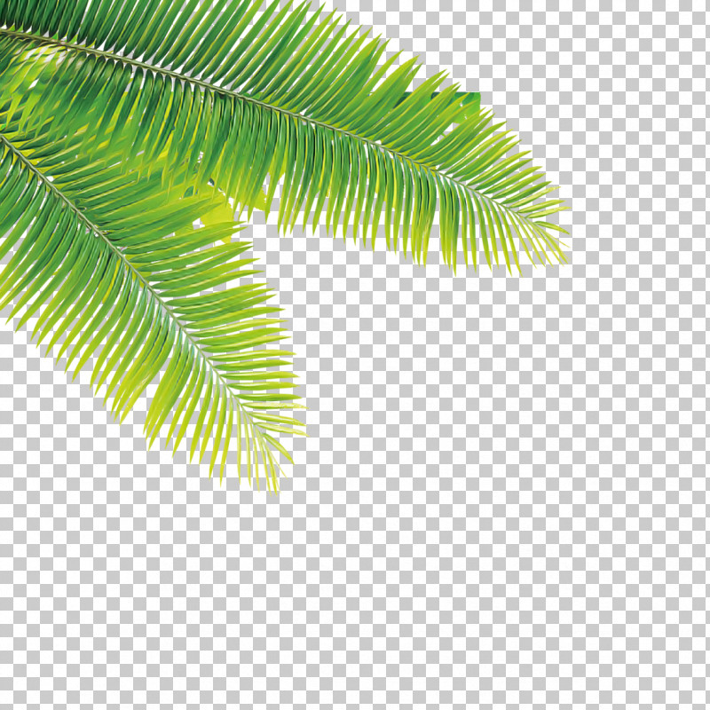 Palm Tree PNG, Clipart, Arecales, Elaeis, Fern, Flower, Green Free PNG Download