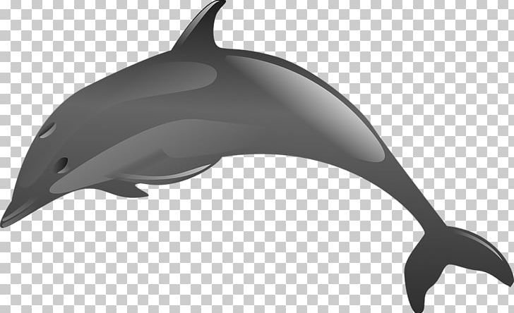 Dolphin PNG, Clipart, Animals, Black And White, Common Bottlenose Dolphin, Computer Icons, Download Free PNG Download
