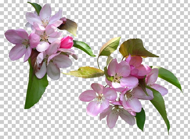 Flower Spring Garden Roses PNG, Clipart, 4 Pl, Blog, Blossom, Branch, Daytime Free PNG Download