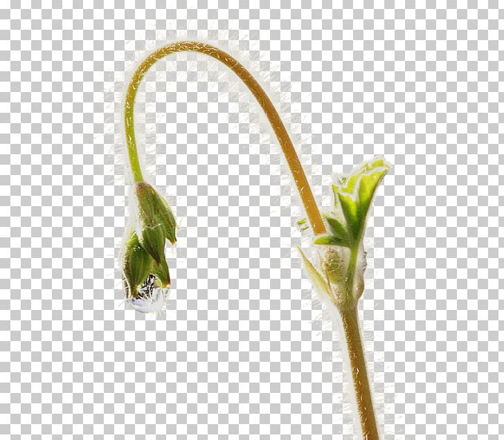 Garden Scorpion Grasses Plant Stem Flower PNG, Clipart, Bud, Fence, Flower, Furniture, Garden Free PNG Download