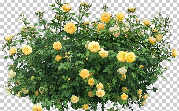Shrub Rose Flower PNG, Clipart, Annual Plant, Chrysanths, Flower, Flowering Plant, Flowers Free PNG Download