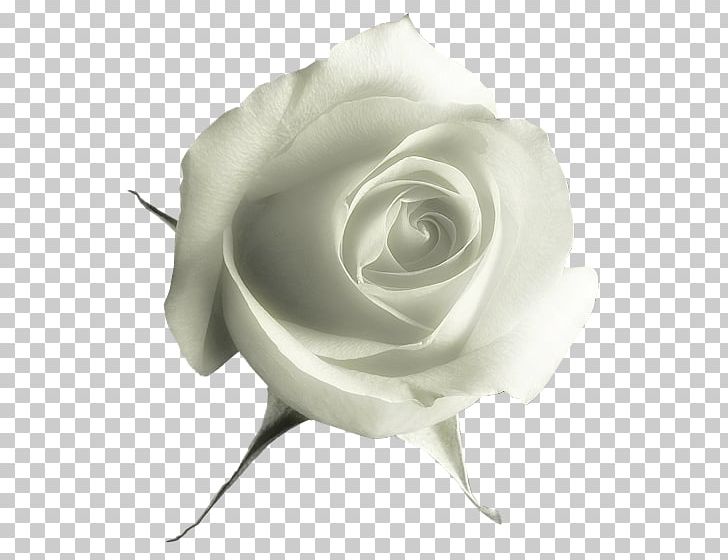Garden Roses Flower PNG, Clipart, Background White, Black And White, Black White, Blue Rose, Cut Flowers Free PNG Download