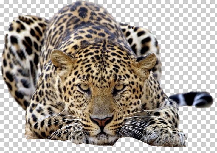 Leopard Tiger Felidae Desktop High-definition Television PNG, Clipart, 4k Resolution, 1080p, Animals, Big Cat, Big Cats Free PNG Download