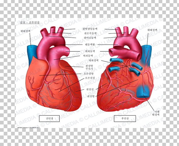 Anatomy Heart Brachiocephalic Artery Coronal Plane Circulatory System PNG, Clipart, Anatomical Terminology, Anatomy, Aorta, Artery, Boxing Glove Free PNG Download