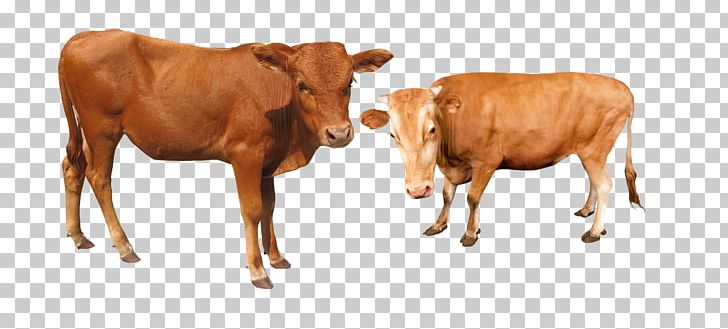 Cattle Water Buffalo PNG, Clipart, Animal, Animals, Bovid, Bovini, Bull Free PNG Download