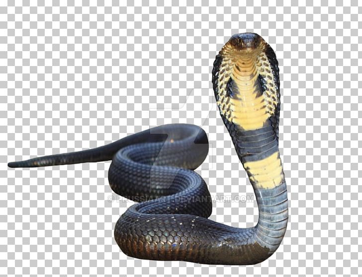 Indian Cobra Snake King Cobra PNG, Clipart, Animals, Cobra, Desktop Wallpaper, Elapidae, Indian Cobra Free PNG Download