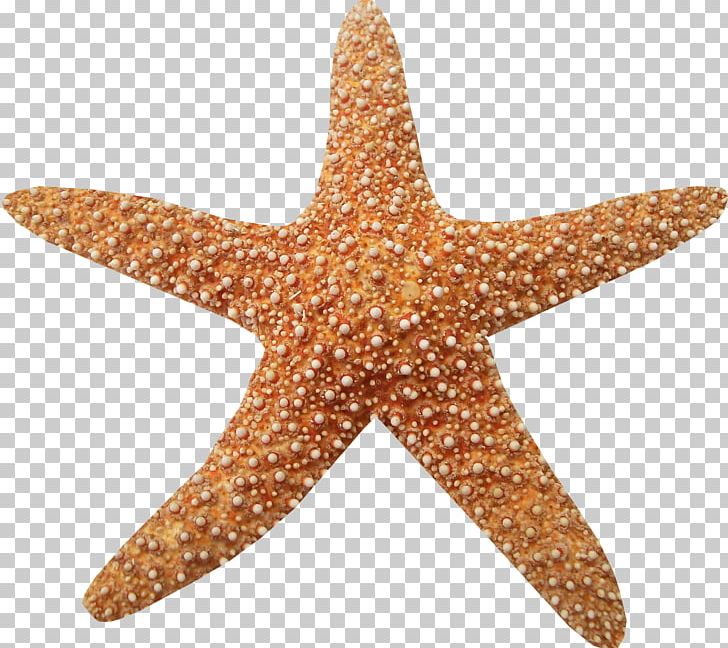 Marine Animals PNG, Clipart, Beach, Brown Starfish, Creative, Creative Starfish, Echinoderm Free PNG Download