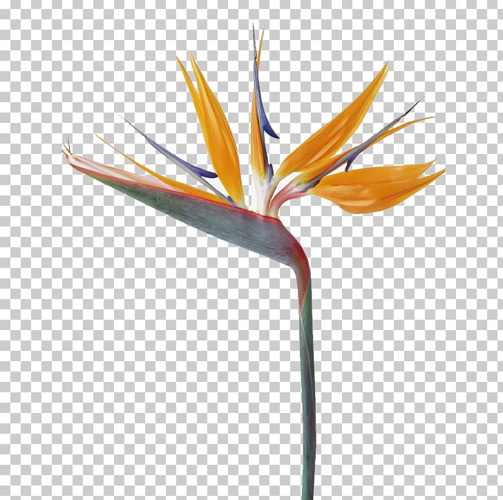 Strelitzia Reginae Bird Flower Bouquet PNG, Clipart, Art, Beach Rose, Bird Of Paradise Flower, Computer Wallpaper, Flower Free PNG Download