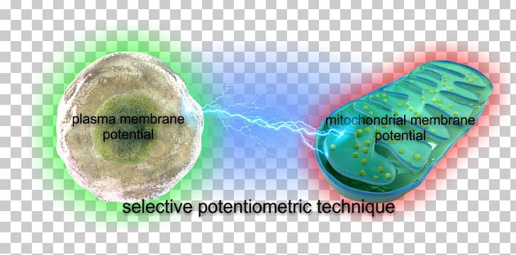 TMRM+ Membrane Potential Mitochondrion Cell Membrane Calibration PNG, Clipart, Assay, Calibration, Cell Membrane, Dye, Electric Potential Difference Free PNG Download