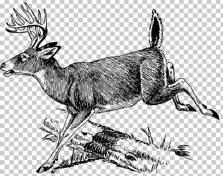 White-tailed Deer Moose Line Art PNG, Clipart, Antelope, Antler, Art, Black And White, Carnivoran Free PNG Download