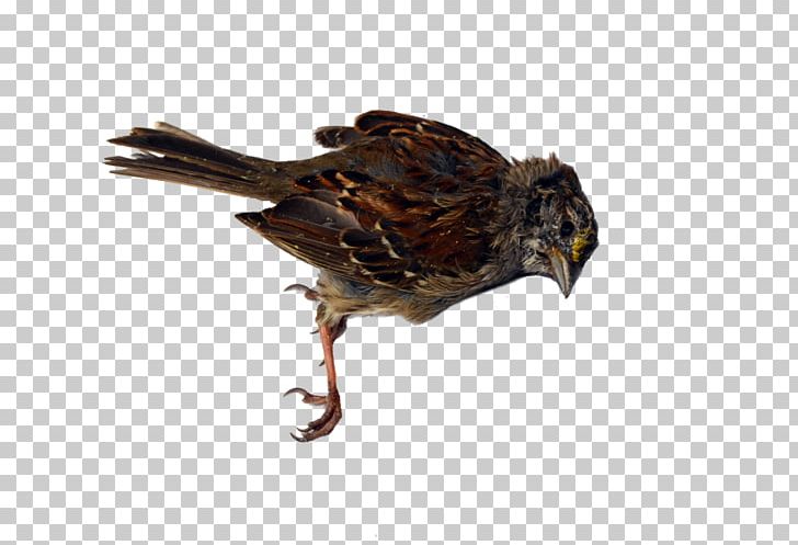 Beak Bird Of Prey PNG, Clipart, Beak, Bird, Bird Of Prey, Dead Bird, Fauna Free PNG Download