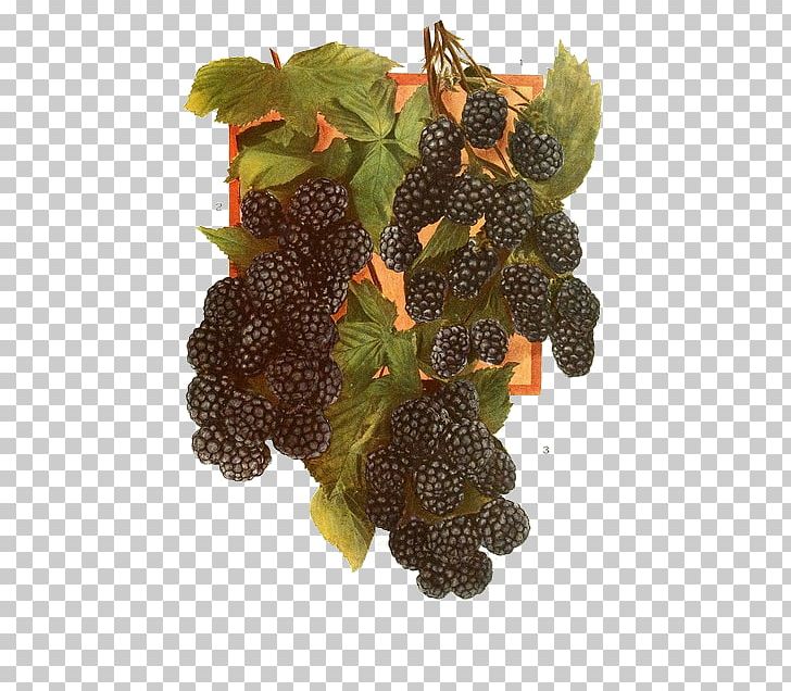 Boysenberry Red Raspberry Fruit Tayberry PNG, Clipart, Auglis, Background Black, Berry, Black, Black Background Free PNG Download