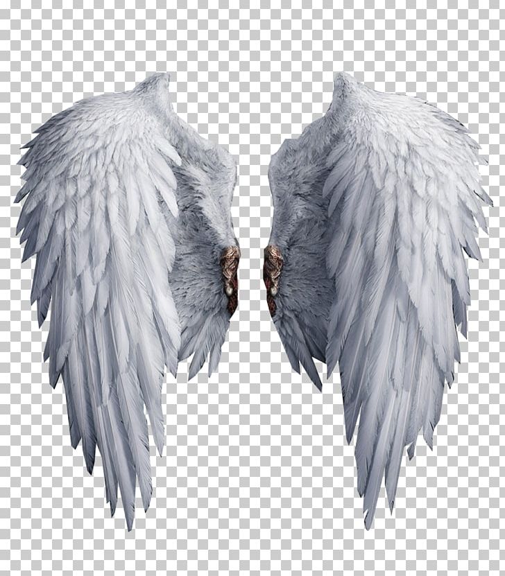 White Black White Wings PNG, Clipart, Angel, Angel Wing, Angel Wings, Art White, Beak Free PNG Download