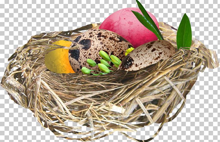 Bird Easter Egg PNG, Clipart, Animals, Bird, Bird Nest, Blog, Clutch Free PNG Download