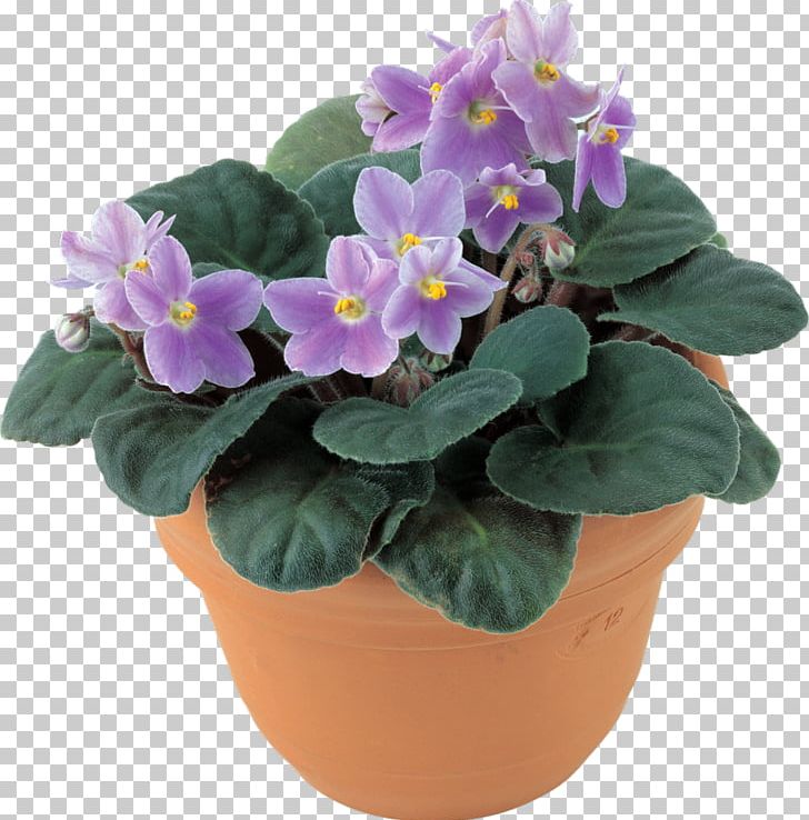 Matthiola Incana Flower Color Violet Green PNG, Clipart, Antirrhinum Majus, Blue, Cabbage Family, Color, Cut Flowers Free PNG Download