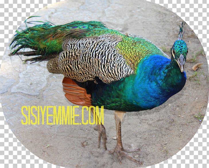Peafowl Fauna Feather PNG, Clipart, Beak, Bird, Chit Chat, Fauna, Feather Free PNG Download