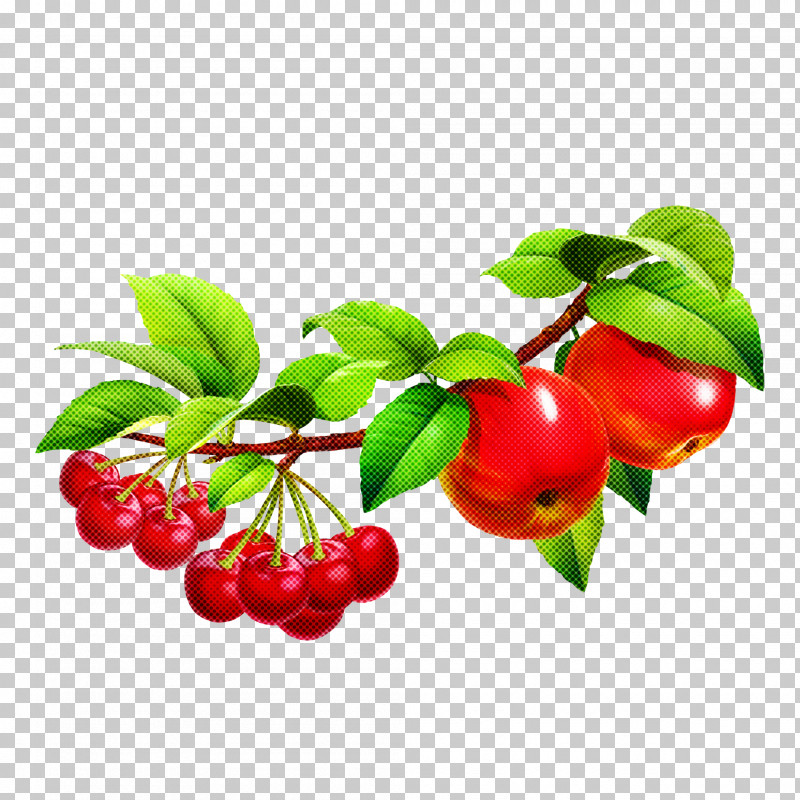 Fruit Berry Plant Flower Lingonberry PNG, Clipart, Acerola, Acerola Family, Arctostaphylos, Arctostaphylos Uvaursi, Berry Free PNG Download