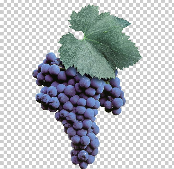 Sultana Malvasia Wine Uva Di Troia Grape PNG, Clipart, Bilberry, Brindisi, Common Grape Vine, Flowering Plant, Food Free PNG Download
